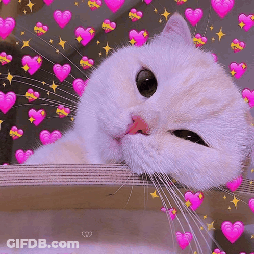 A White Cat With Pink Hearts Around It GIF
