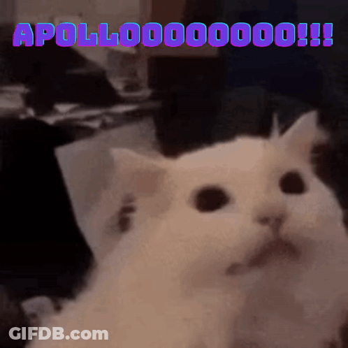 A White Cat With Purple Letters That Say Apollo000000 GIF