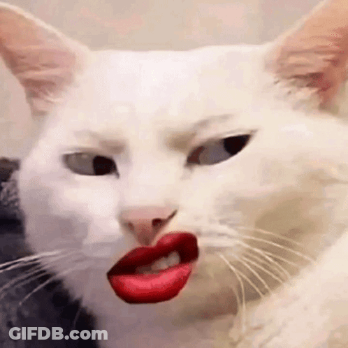 A White Cat With Red Lipstick On Its Mouth . GIF