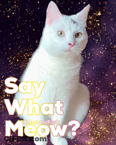 White Cat Say What Meow GIF