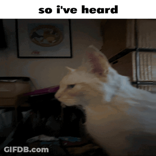 A White Cat With The Words So I 'Ve Heard Above It GIF