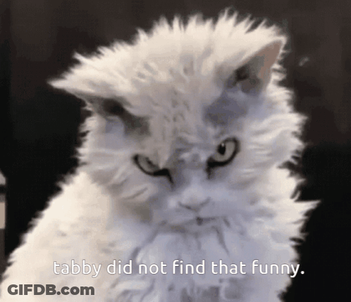 A White Cat With The Words Tabby Did Not Find That Funny GIF