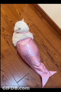 A White Cat Wrapped In A Pink Fish Tail GIF