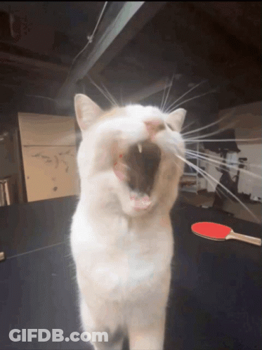A White Cat Yawning With A Ping Pong Paddle Behind It GIF