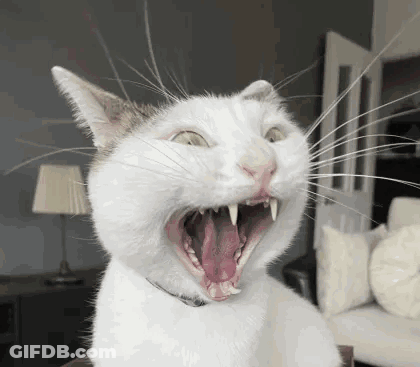 A White Cat Yawning With Its Mouth Open GIF