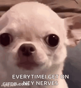 A White Chihuahua Is Looking At The Camera And Says `` Everytime I Get On Ney Nerves '' . GIF
