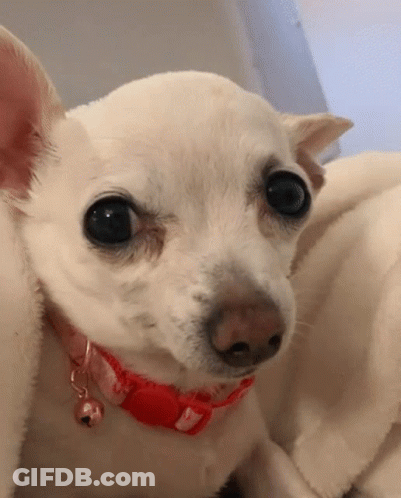 A White Chihuahua Wearing A Red Collar With A Bell GIF