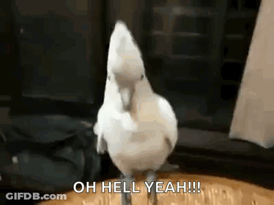 A White Cockatoo Is Standing On Its Hind Legs On A Wooden Floor . GIF