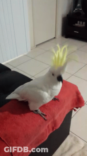 A White Cockatoo With A Yellow Crest Sits On A Red Blanket GIF