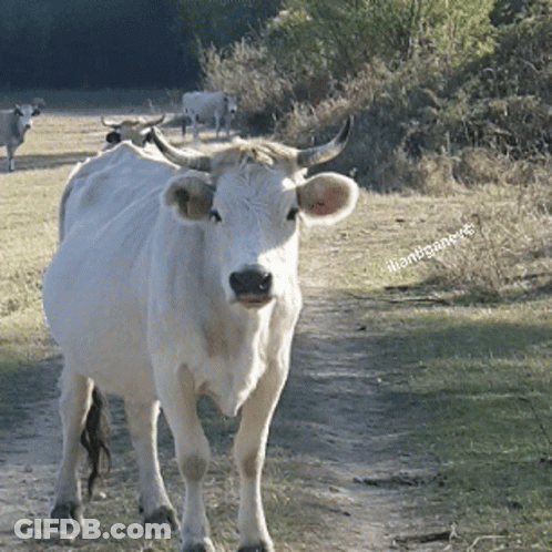 A White Cow With Horns Is Standing On A Dirt Road With A Watermark That Says " Ivansanchez " On The Bottom GIF