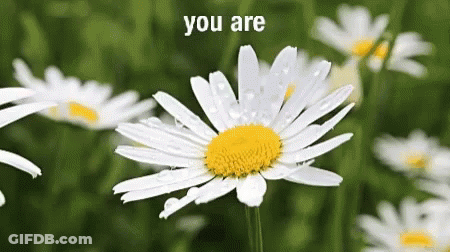 A White Daisy With A Yellow Center Is Surrounded By Other Daisies GIF