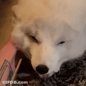 A White Dog Is Chewing On A Stick While Sitting On A Bed . GIF