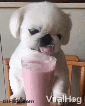 A White Dog Is Drinking A Pink Milkshake From A Glass On A Table . GIF