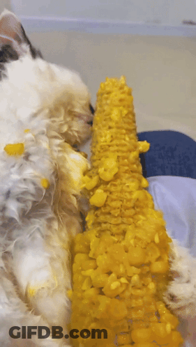 A White Dog Is Eating A Corn On The Cob GIF