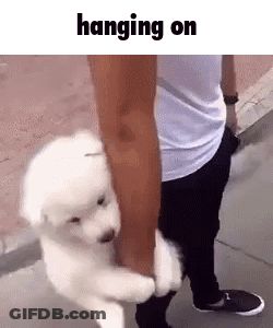 A White Dog Is Hanging On A Man 'S Arm . GIF