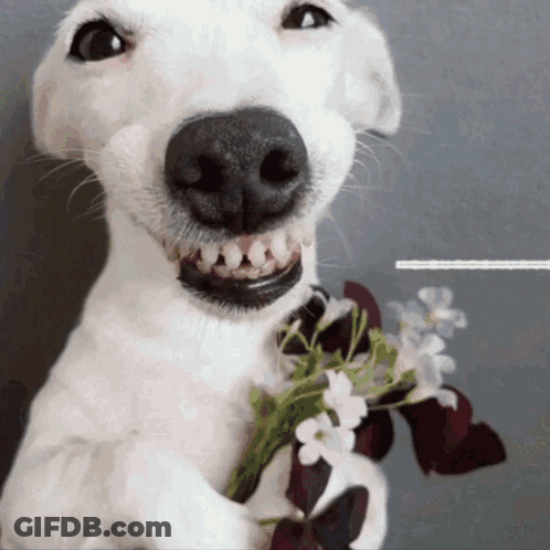 A White Dog Is Holding A Bouquet Of Flowers In Its Paws GIF