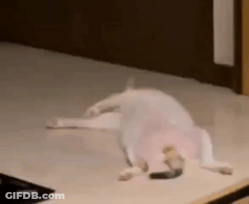 A White Dog Is Laying On Its Back On A Table . GIF