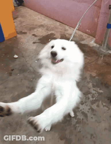 A White Dog Is Laying On Its Back With Water Coming Out Of Its Mouth GIF