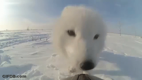 A White Dog Is Looking At The Camera In The Snow . GIF