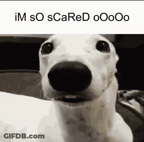A White Dog Is Looking At The Camera With The Words Im So Scared Oooo On The Bottom GIF