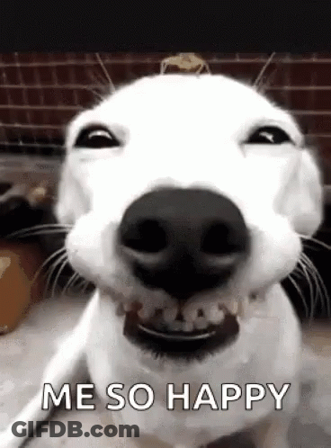 A White Dog Is Making A Funny Face With Its Mouth Open And Says `` Me So Happy '' . GIF