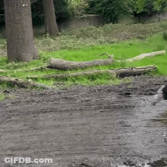 A White Dog Is Playing In A Muddy Puddle GIF