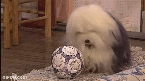 A White Dog Is Playing With A Blue And White Soccer Ball On A Rug . GIF