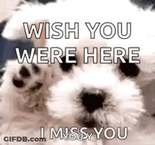A White Dog Is Saying `` Wish You Were Here , I Miss You '' . GIF