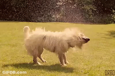 A White Dog Is Shaking Off Water From A Sprinkler While Standing In The Grass . GIF