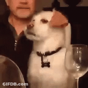 A White Dog Is Sitting Next To A Man At A Table With A Glass Of Wine . GIF