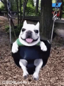 A White Dog Is Sitting On A Black Swing With Its Tongue Out . GIF