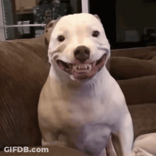 A White Dog Is Sitting On A Brown Couch And Smiling . GIF