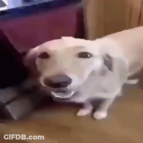 A White Dog Is Sitting On A Couch And Looking At The Camera With Its Mouth Open . GIF