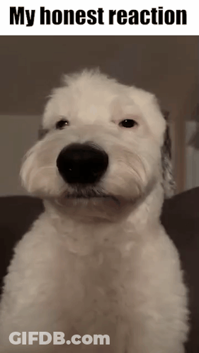 A White Dog Is Sitting On A Couch With The Words My Honest Reaction Below It GIF