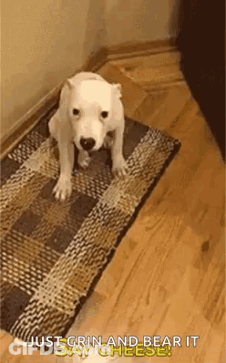 A White Dog Is Sitting On A Rug In A Room . GIF