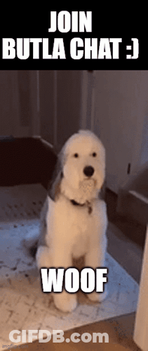 A White Dog Is Sitting On A Rug With The Words Join Butla Chat Woof GIF
