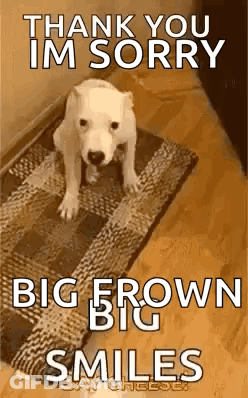 A White Dog Is Sitting On A Rug With The Words `` Thank You Im Sorry Big Brown Big Smiles '' Written On It . GIF