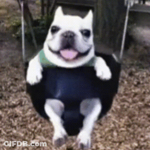 A White Dog Is Sitting On A Tire Swing With Its Tongue Out GIF