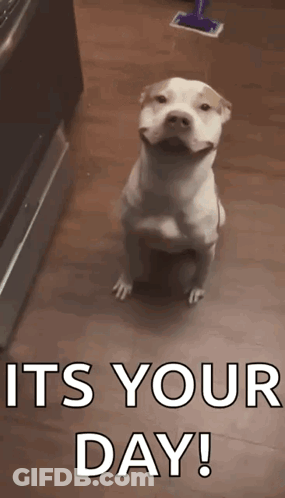 A White Dog Is Sitting On A Wooden Floor With The Words `` It 'S Your Day ! '' Below It . GIF