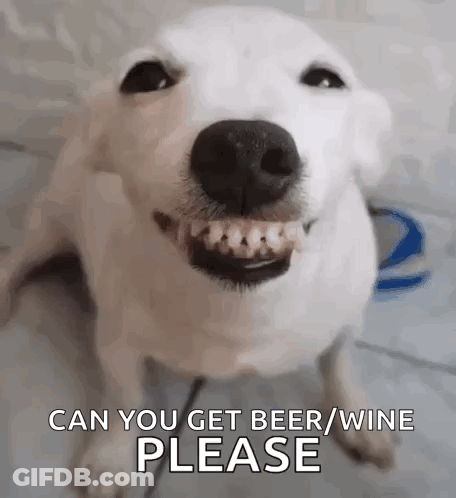 A White Dog Is Smiling And Asking If You Can Get Beer And Wine Please . GIF