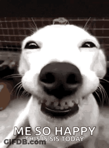 A White Dog Is Smiling And Making A Funny Face . GIF
