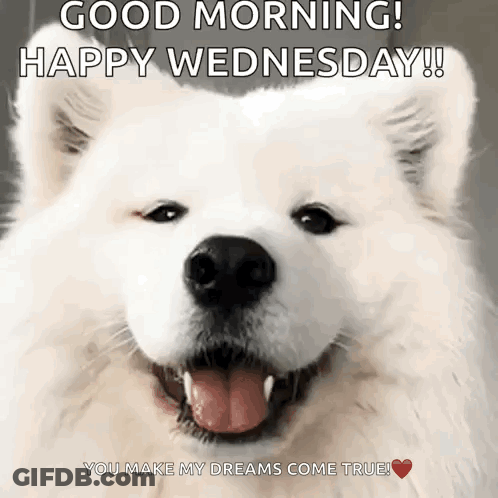 A White Dog Is Smiling And Says Good Morning Happy Wednesday GIF