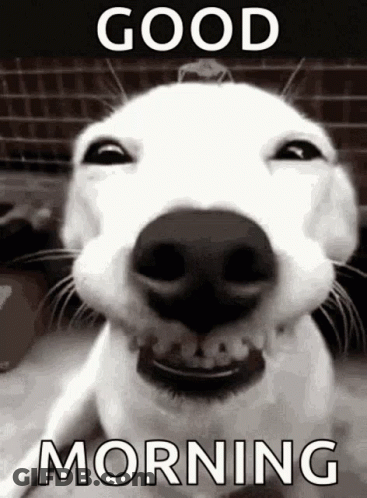 A White Dog Is Smiling In A Black And White Photo With The Words `` Good Morning '' Written On It . GIF