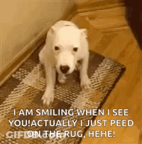 A White Dog Is Smiling When I See You ! Actually I Just Peed On The Rug , Hee ! GIF