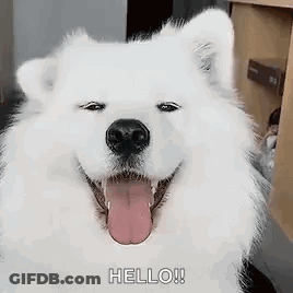 A White Dog Is Smiling With Its Tongue Hanging Out And Says Hello . GIF