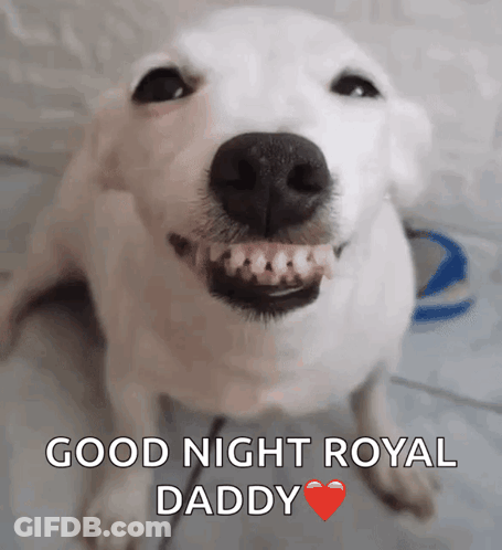 A White Dog Is Smiling With The Words Good Night Royal Daddy Written On The Bottom GIF