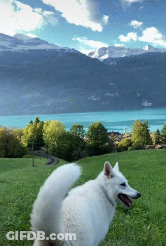 A White Dog Is Standing In A Grassy Field With Mountains And A Lake In The Background GIF
