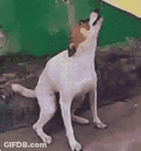 A White Dog Is Standing In Front Of A Green Wall . GIF