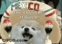 A White Dog Is Standing In Front Of A Mexican Hat That Says The Answer Is Tequila . GIF