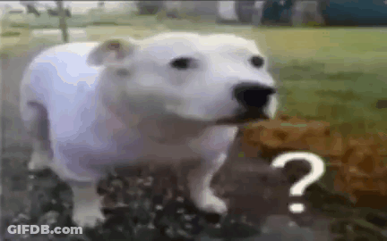 A White Dog Is Standing In The Grass With A Question Mark On It . GIF